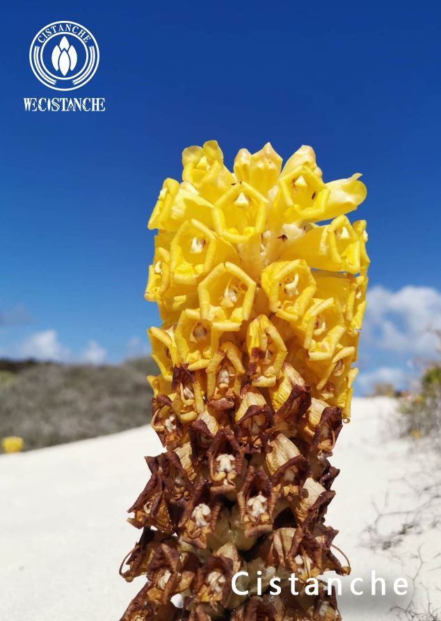 Cistanche