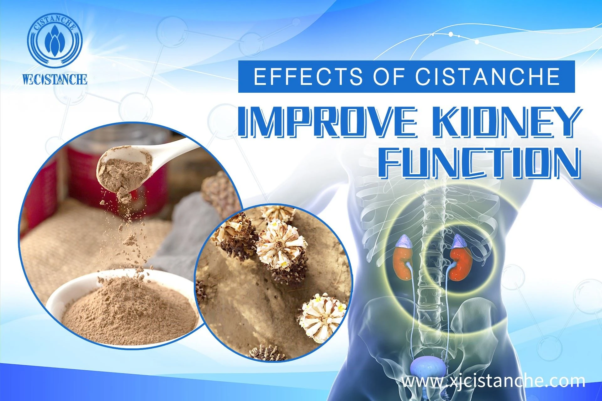 Cistanche benefits