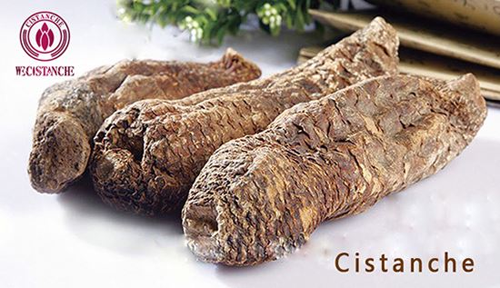 Cistanche tubulosa Cistanche tubulosa
