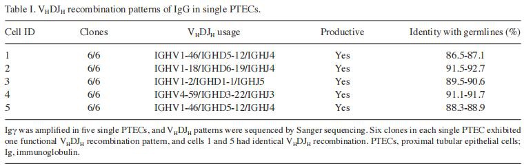 Table I. VHDJH recombination patterns of IgG in single PTECs. Table I. VHDJH recombination patterns of IgG in single PTECs.