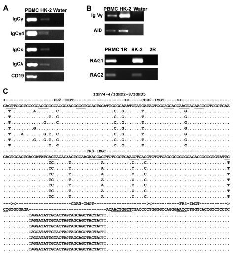 Figure 4. Transcription and V(D)J recombination of IgG heavy and light chains in HK‑2 cells. (A) Figure 4. Transcription and V(D)J recombination of IgG heavy and light chains in HK‑2 cells. (A)