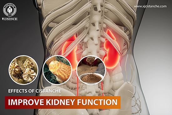 Cistanche is good for kidney function