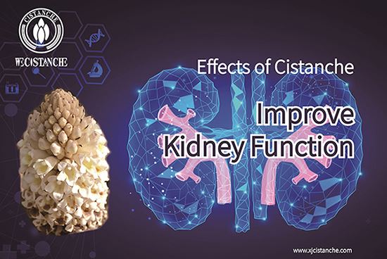 Cistanche for improving kidney function