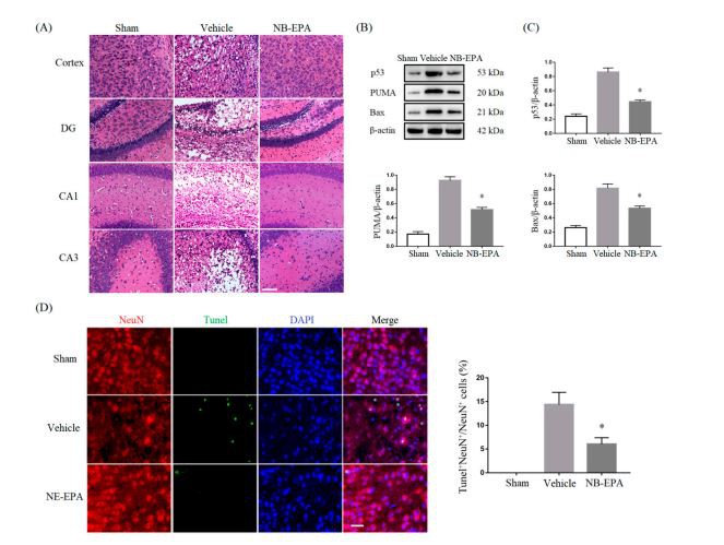 PA inhibits neuronal death in neonatal mice after HI brain injury