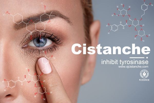 Cistanche inhibits tyrosinase activity.
