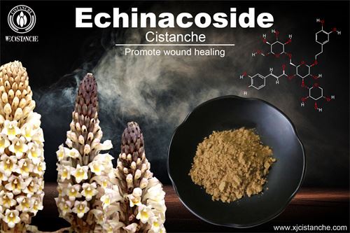 Cistanche deserticola have many effects, click here to know more Cistanche deserticola have many effects, click here to know more