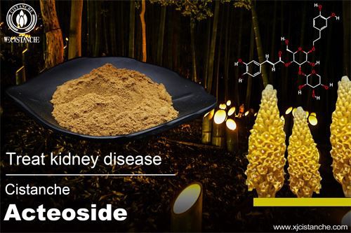 Cistanche tubulosa prevents kidney disease, click here to get the sample Cistanche tubulosa prevents kidney disease, click here to get the sample