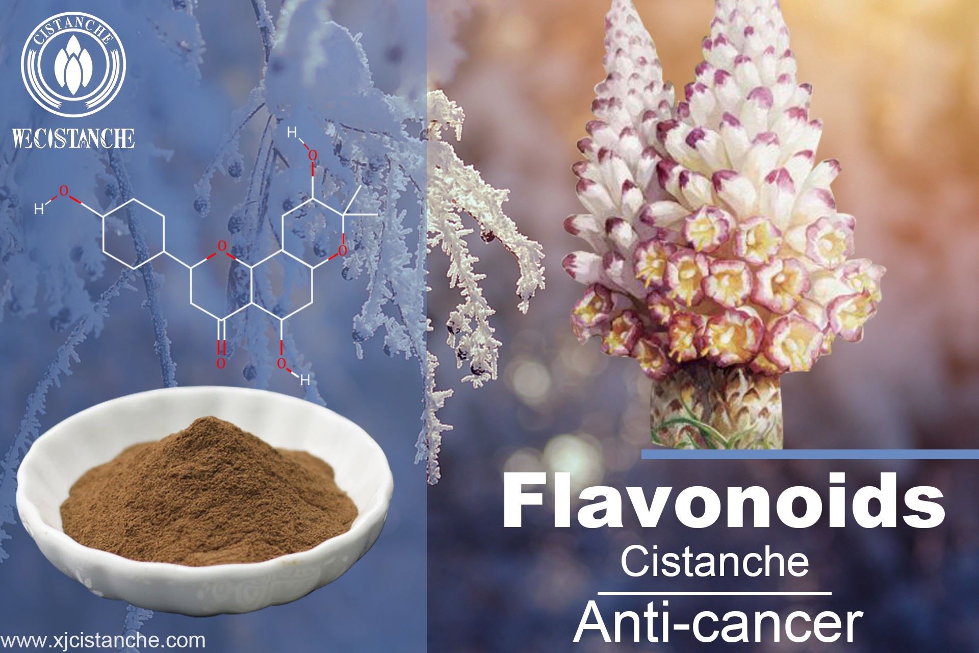 Flavonoids  from cistanche