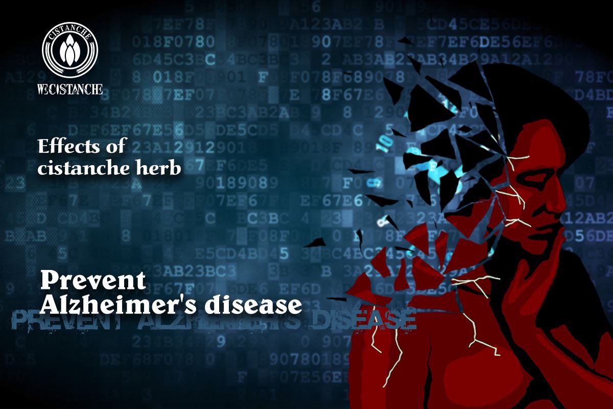 Prevent Alzheimer's disease: CISTANCHE
