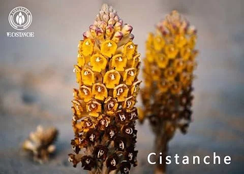 Cistanche tubulosa (5)