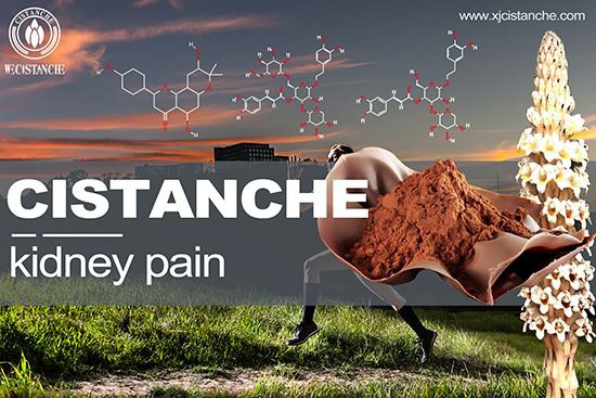 cistanche-kidney pain-4(28)