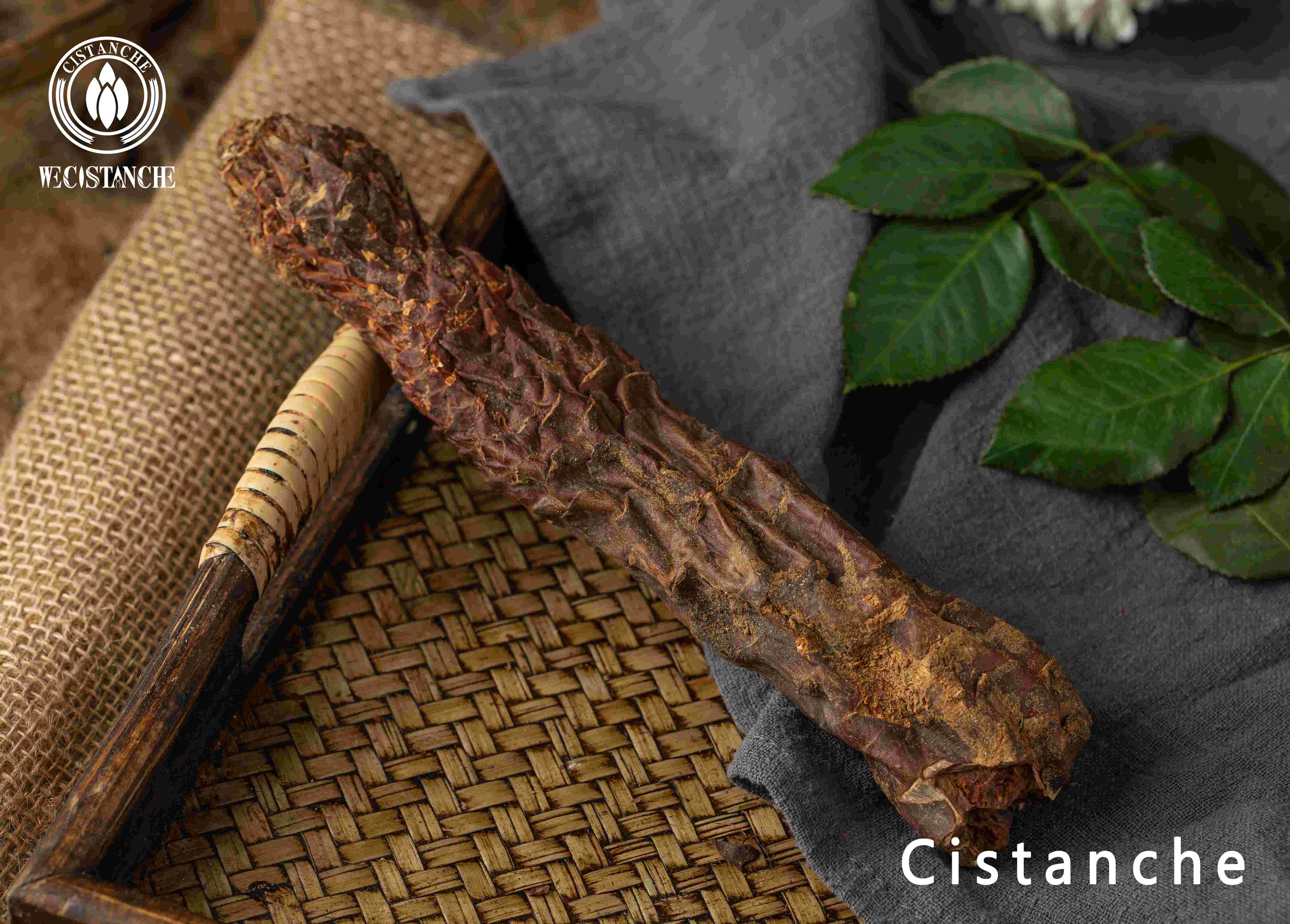 Cistanche tubulosa benefits
