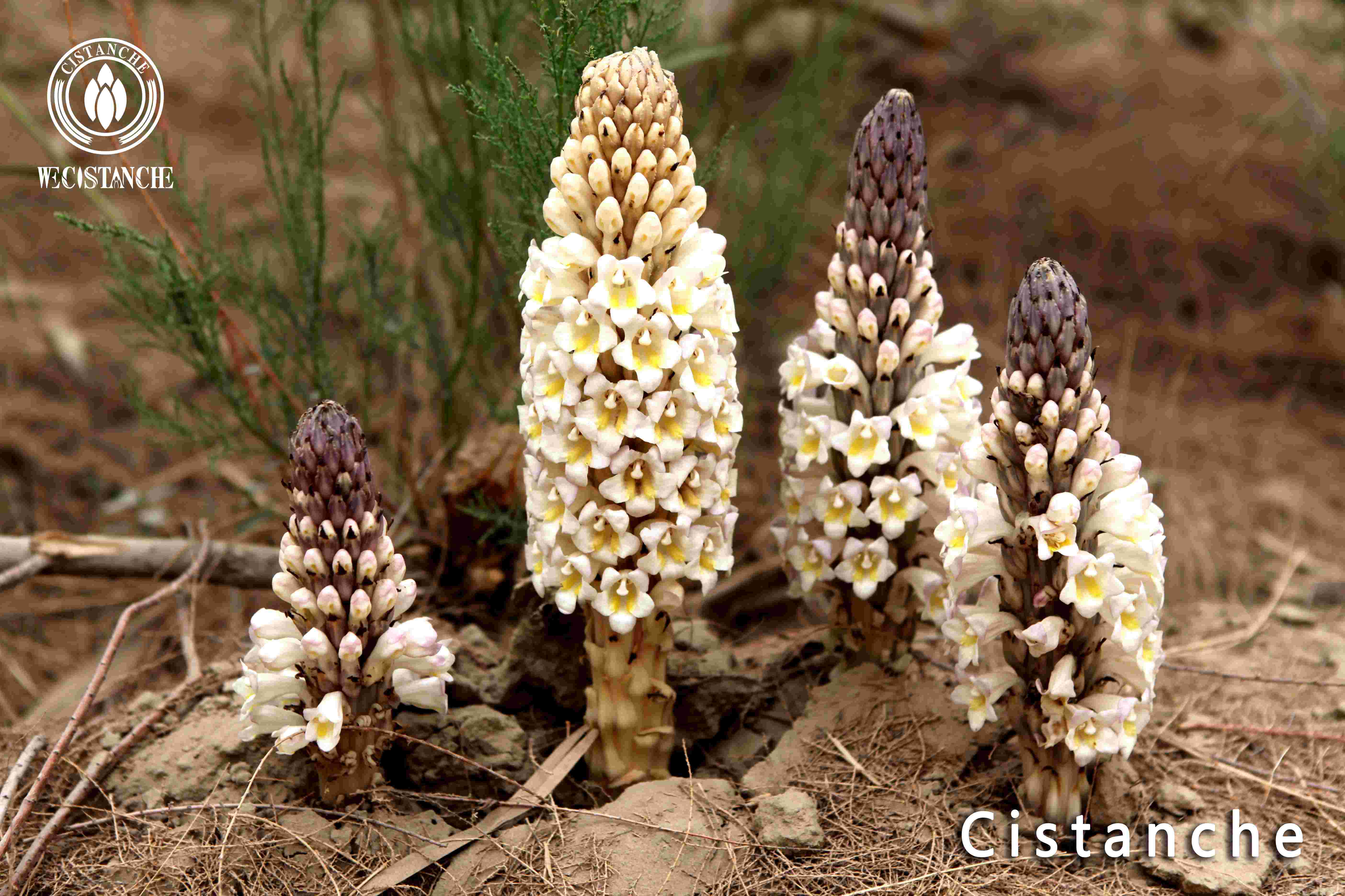 Cistanche side effects