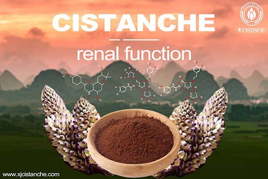 Cistanche for improving memory