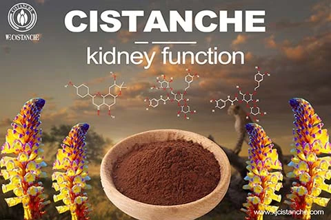 best herb for reducing creatinine