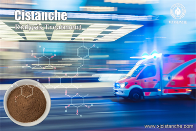 cistanche dialysis treatment