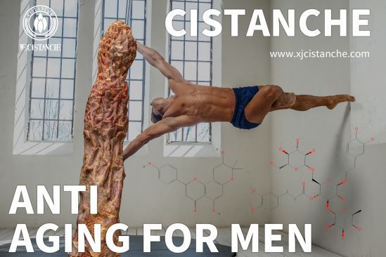 Cistanche and Penis Enlargement