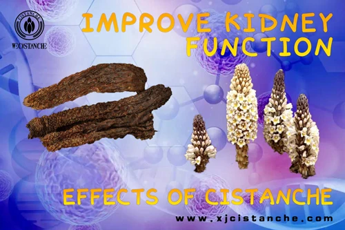 cistanche beneficios