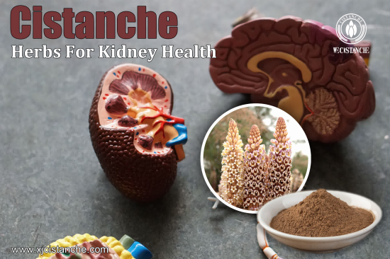 25% 50% echinacoside cistanche