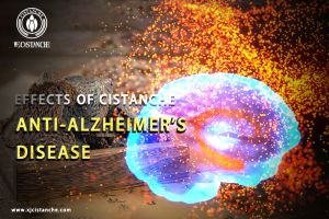 supplements to improve memory