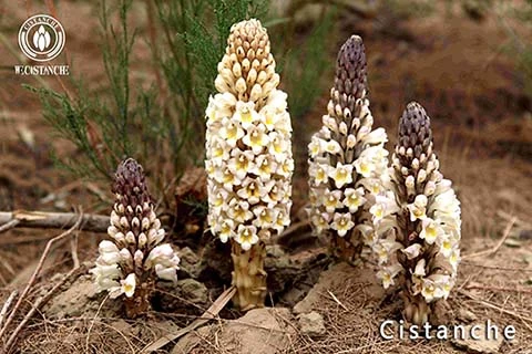 where to purchase high-quality Cistanche supplements