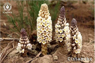 Материали от Cistanche Tubulosa Корен от Cistanche Екстракт от стебло от Cistanche