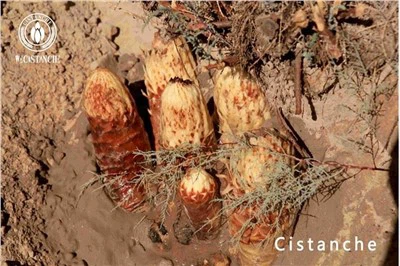 Cistanche Полза Cistanche Ефекти Cistanche Странични ефекти Cistanche Употреба Cistanche Дозировка