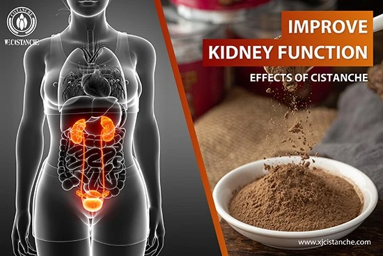 effects of cistanche-improve kidney function 8 effects of cistanche-improve kidney function 8