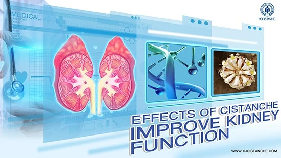 effects of cistanche-improve kidney function 6 effects of cistanche-improve kidney function 6