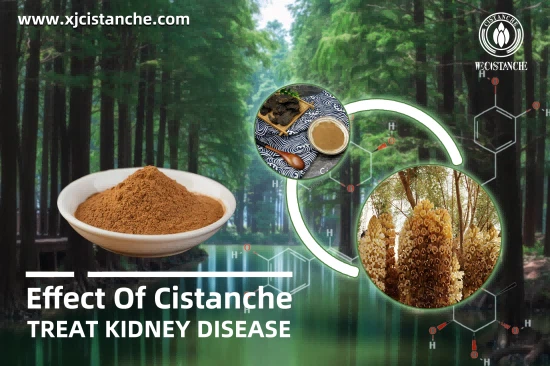 The High Quality Cistanche Supplements For Chronic renal failure (CRF) The High Quality Cistanche Supplements For Chronic renal failure (CRF)