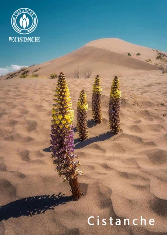 Cistanche deserticola Cistanche deserticola